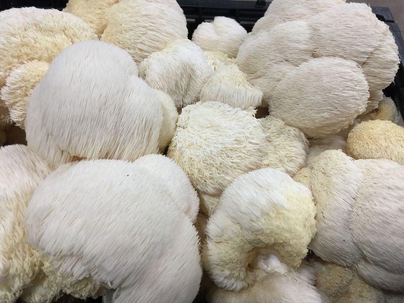 Lion’s Mane Mushroom Liquid