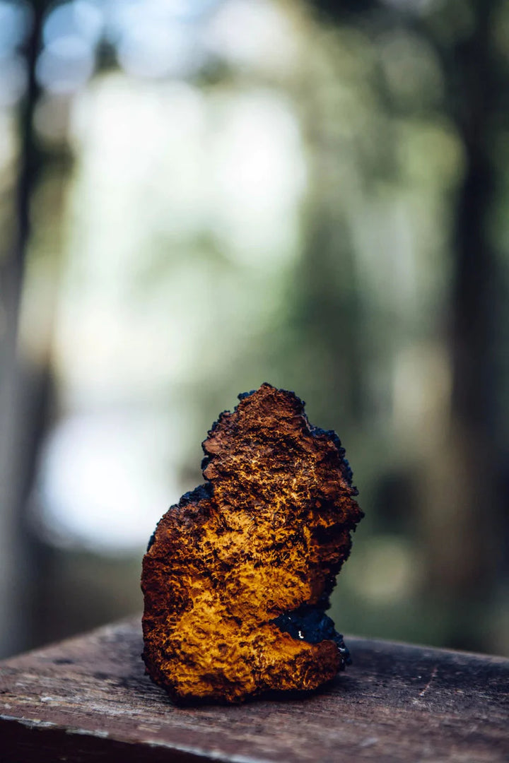 Chaga Mushroom Liquid