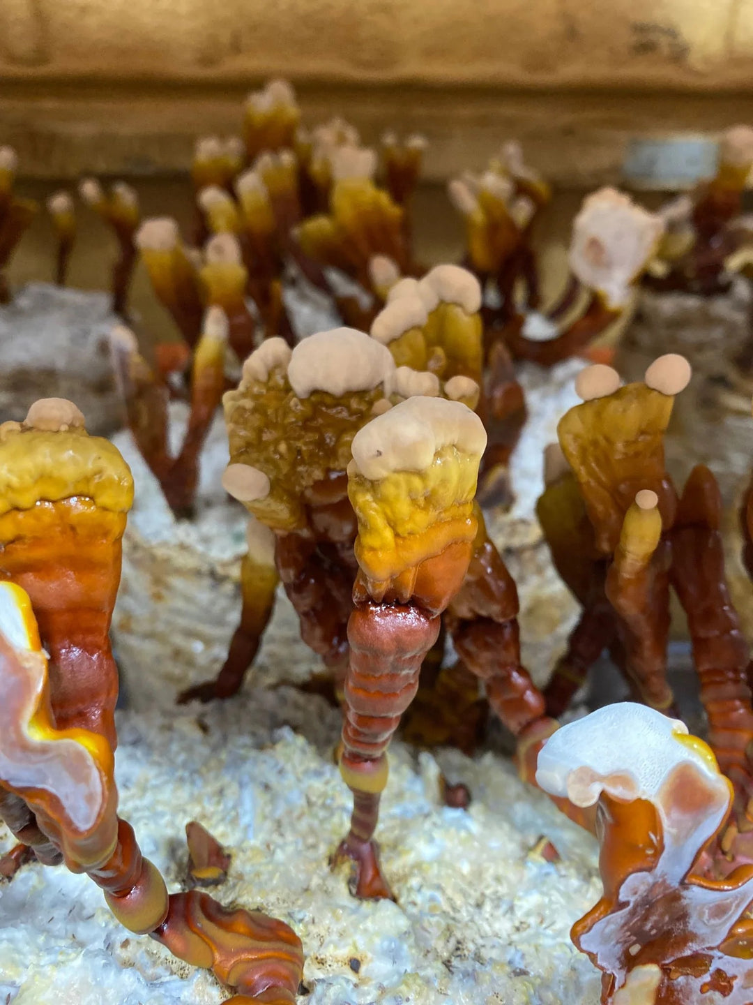 Reishi Mushroom Liquid