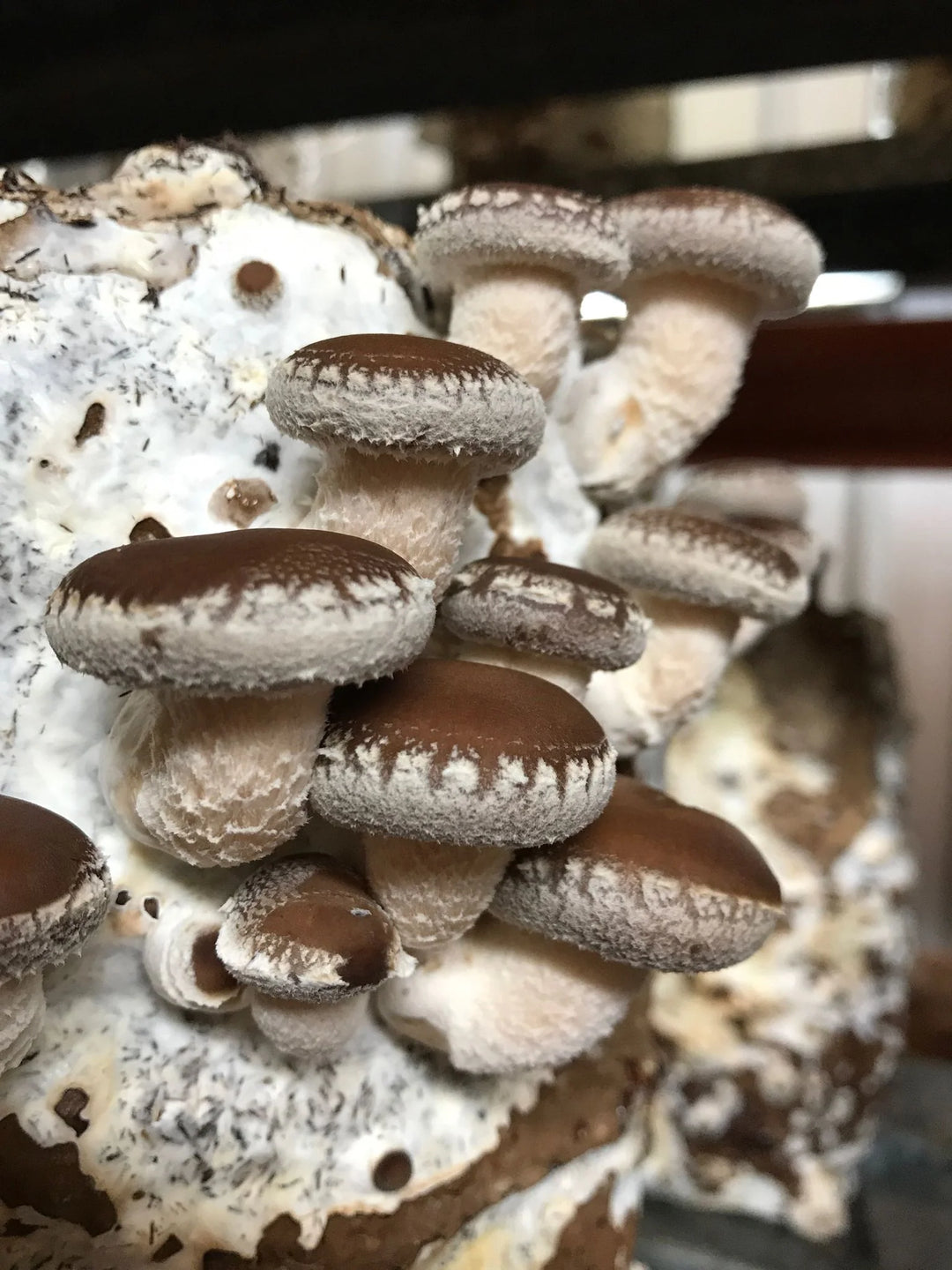 Shiitake Mushroom Liquid