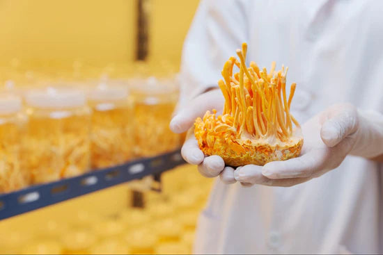 Cordyceps Mushroom Liquid