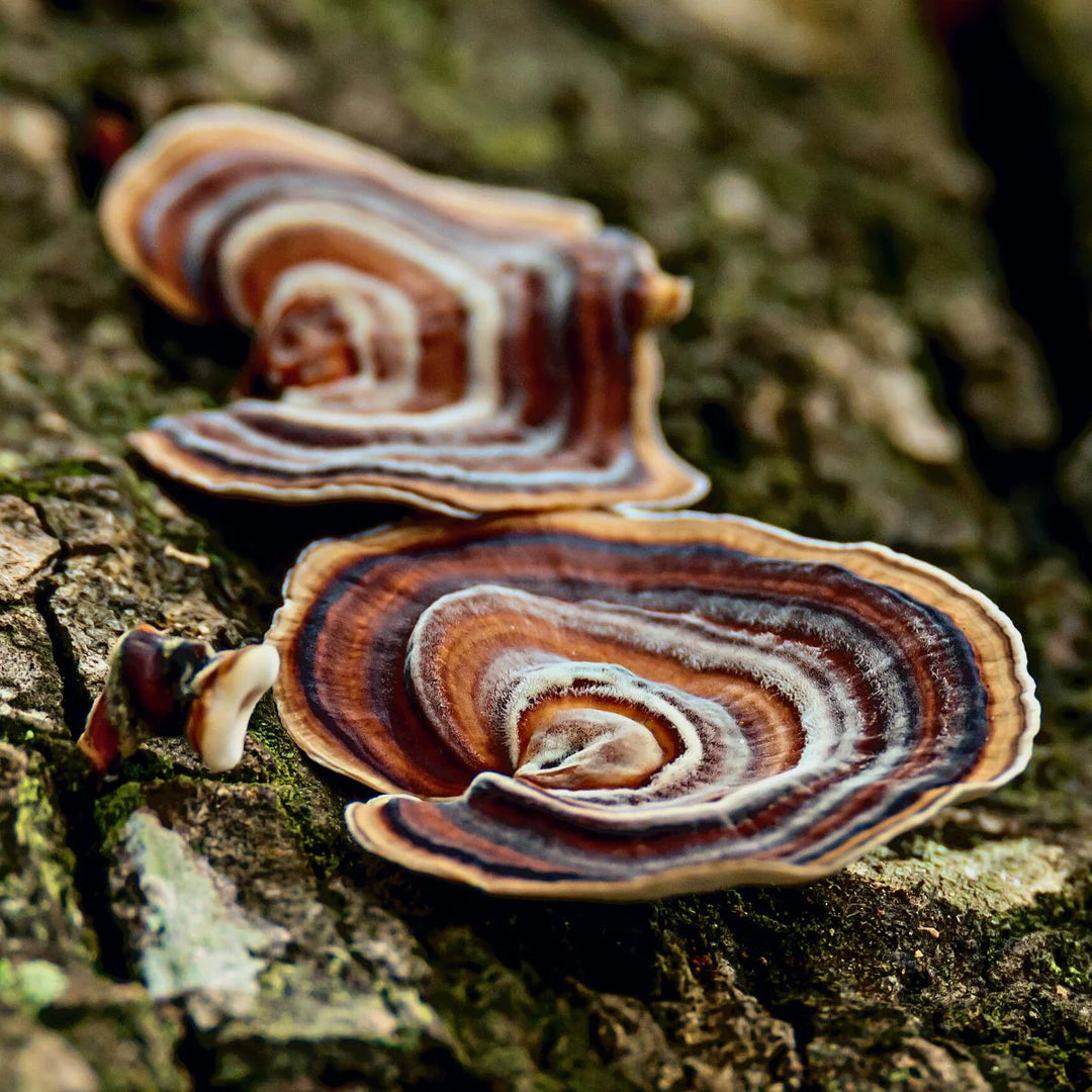 Turkey Tail Mushroom Liquid